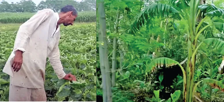 पौना एकड़ भूमि से लाखों कमा रहा किसान फूल कुमार