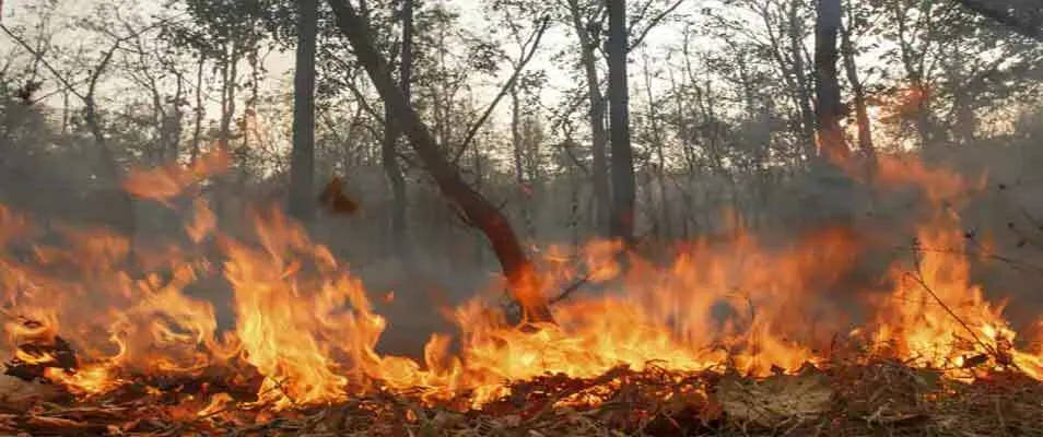 जम्मू: माता वैष्णो देवी की त्रिकुटा पहाड़ियों में लगी आग