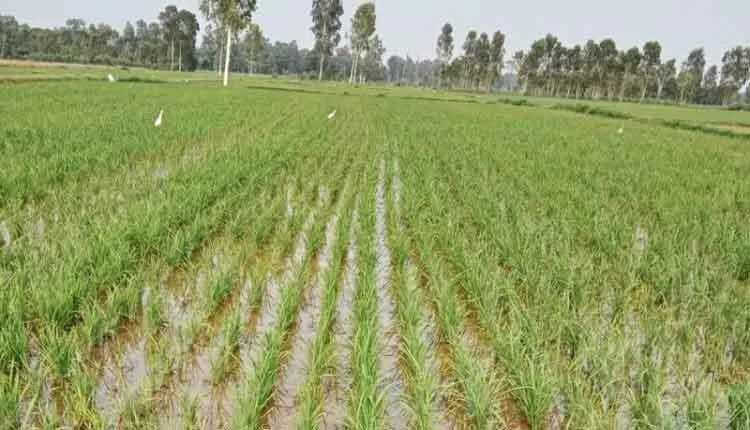 भूजल व लागत बचत: धान की सीधी बिजाई, लागत कम, पैदावार ज्यादा