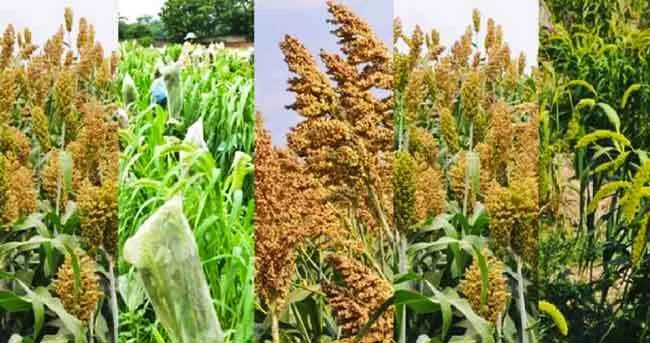 हरियाणा सहित उत्तरी राज्यों में पैदा होता है 67% बाजरा : कृषि मंत्री