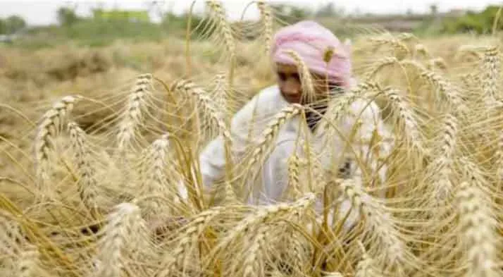 पंजाब मंडी बोर्ड की ओर से मंडियों में खरीद बंद करने की अधिसूचना जारी