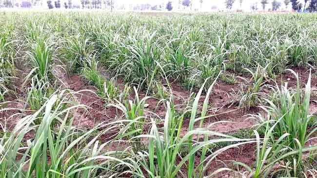 कुरूक्षेत्र में बरसात से किसानों के चेहरे खिले, गन्ने व हरे चारे को मिली संजीवनी