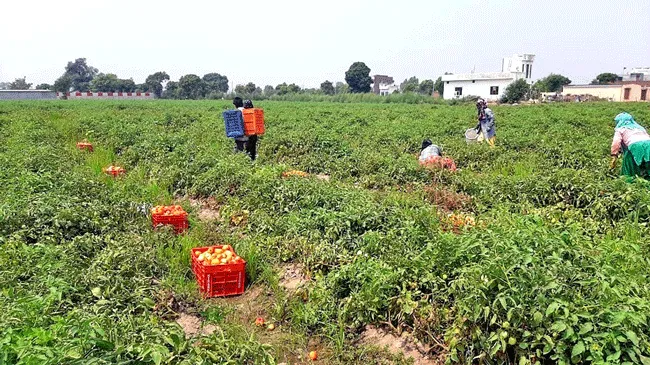टमाटर का मिलने लगा अच्छा भाव उत्पादक किसानों के खिले चेहरे