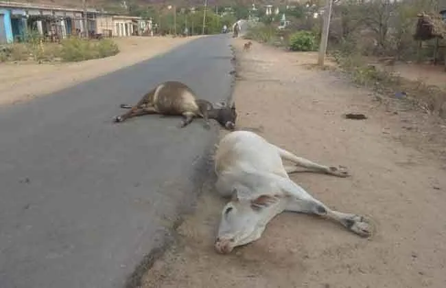 सड़क पर घूम रही गायों को वाहन ने मारी टक्कर, 2 ने तोड़ा दम अन्य 2 घायल