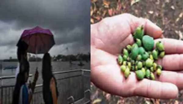 आंधी पानी से मिली राहत,आम पर बरसी आफत