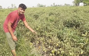 भीषण गर्मी: झुलसा रोग की चपेट में आई टमाटर की फसल, किसानों की बढ़ी चिंता