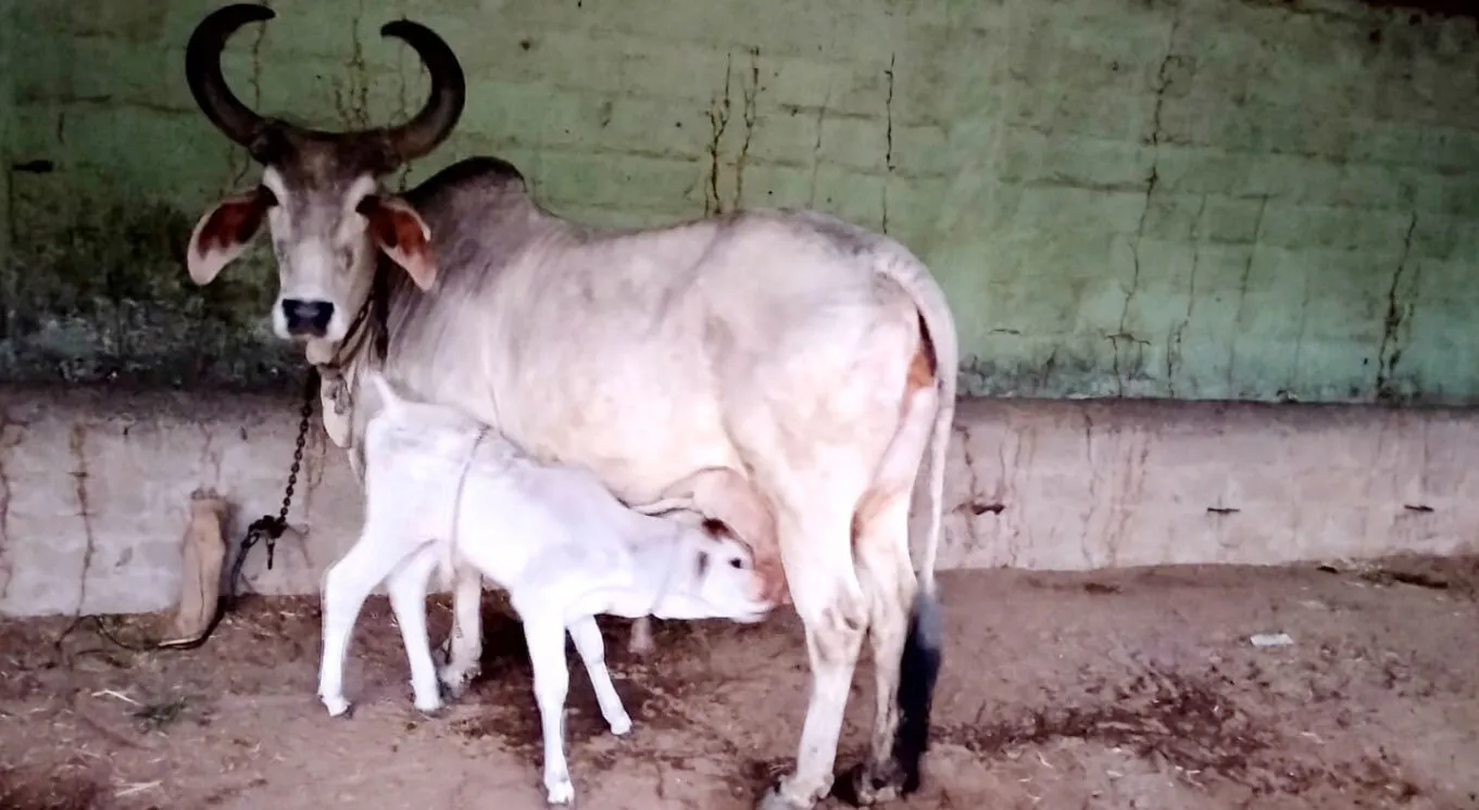 किसानों को देसी गाय की खरीद पर मिलेगा 25 हजार रुपए का अनुदान