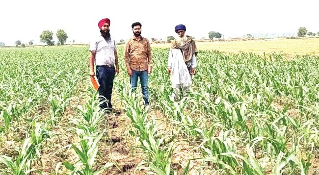 बिना पराली जलाए खेती कर दोगुना मुनाफा कमा रहा सुखदेव सिंह