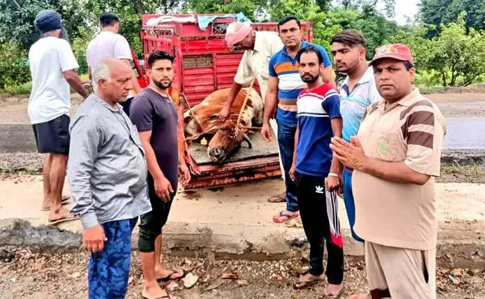 सड़क पर तड़प रही थी घायल गाय और फिर पहुंचे इन्सानियत के सच्चे सेवादार