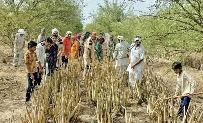 कनीना और अटेली ब्लॉक की साध-संगत ने सेवा कर पाई सतगुरु से खुशियां