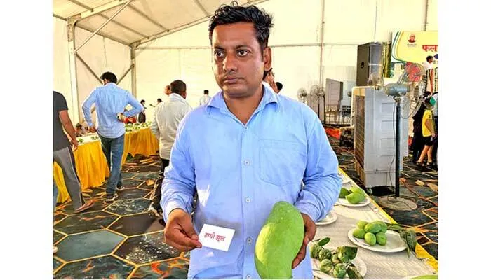 फलों के राजा चौसा लंगड़ा आम का स्वाद विदेशों में भी चख रहें है लाखों लोग