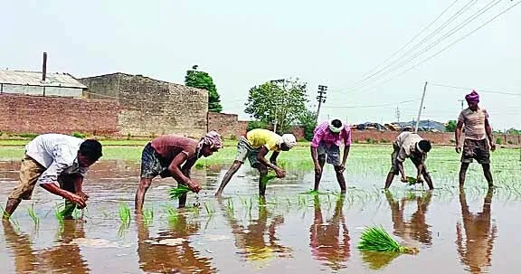 फसल चक्र परिवर्तन संभव यदि बाजारीकरण सही हो