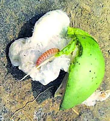 कपास में गुलाबी सुंडी से बचाव के लिए कृषि विभाग की सलाह से ही छिड़कें दवा’