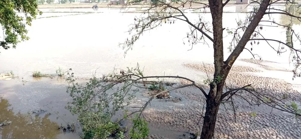 वितरिका में आया कटाव, नरमा बिजाई नष्ट