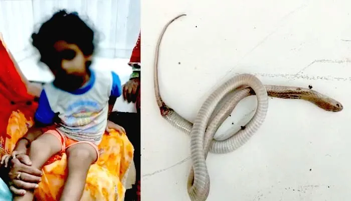 आश्चर्यजनक: 4 साल के बच्चे को डंसने के बाद नाग ही चल बसा…