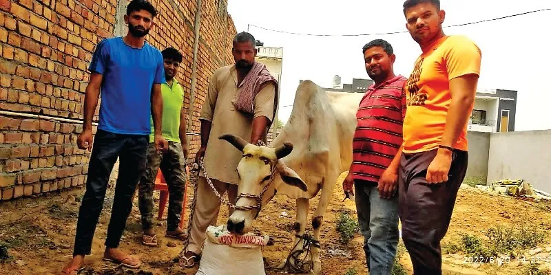 गौ रक्षा दल घायल नंदी का उपचार कर बचाई जान