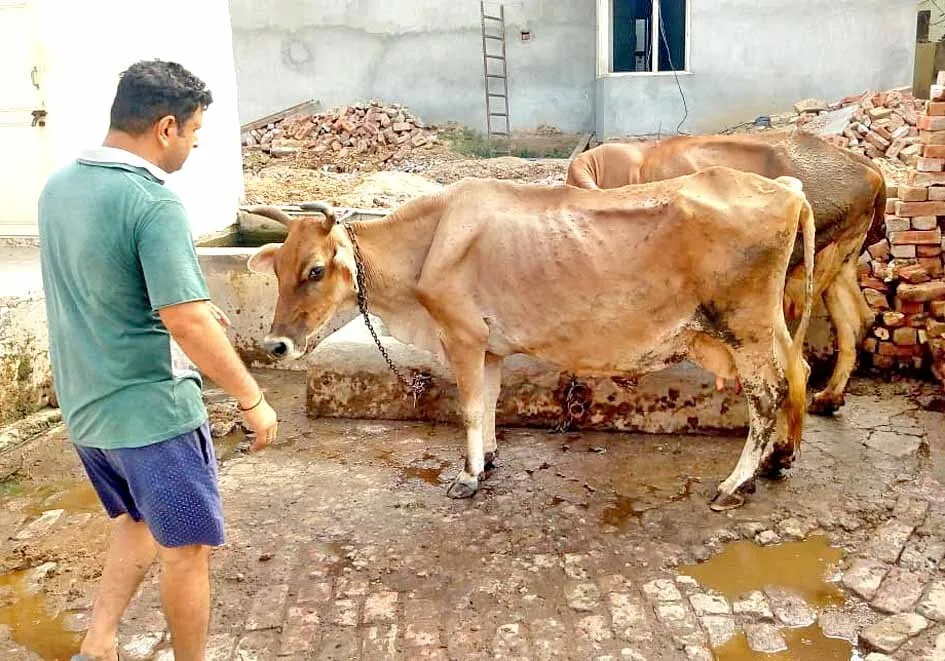 अमलोहा गांव में पशुओं में आई बीमारी ने बढ़ाई पशुपालकों की चिंता