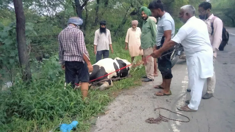 अपनी जान पर खेलकर डेरा श्रद्धालुओं ने दलदल में फंसी गाय को निकाला बाहर
