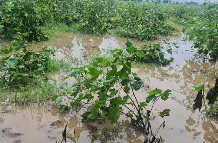 नहराणा हेड के पास नोहर फीडर टूटी, फसलें जलमग्न