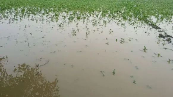 बारिश से सावनी फसल को नुक्सान का अंदेशा