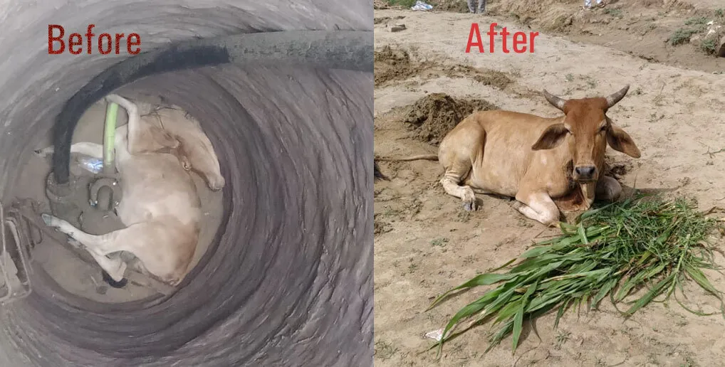 अपनी जान पर खेलकर डेरा अनुयायियों ने कुएं में गिरी गाय को सकुशल बाहर निकाला