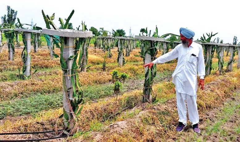 ड्रैगन फ्रूट की काश्त से 90 फीसदी पानी बचाकर भी अच्छा मुनाफा कमा रहा किसान हरबंत सिंह