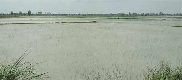 1200 एकड़ फसल जलमग्न, लिंक ड्रेन ओवरफ्लो, किसानों को भारी नुक्सान