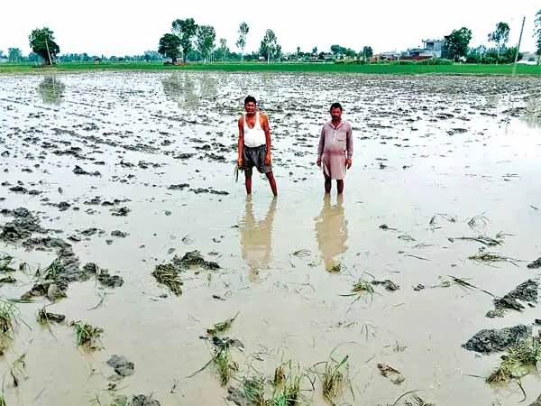 भारी बरसात से डूबी धान की फसल, किसानों ने दोबारा शुरू की धान रोपाई