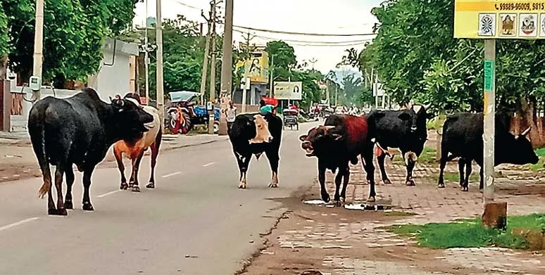 सड़कों पर घूम रहे बेसहारा पशु दे रहे हादसों को निमंत्रण