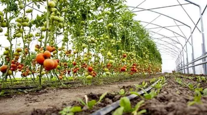 Horticulture:  बागवानी फसलों में नुकसान की भरपाई के लिए करवा सकते है बागवानी का बीमा