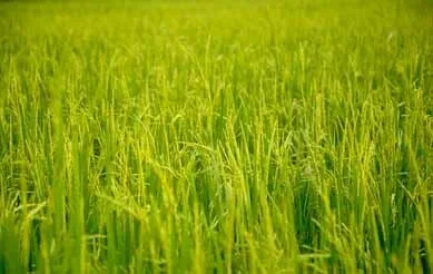 खरीफ फसलों का बीमा 31 जुलाई तक
