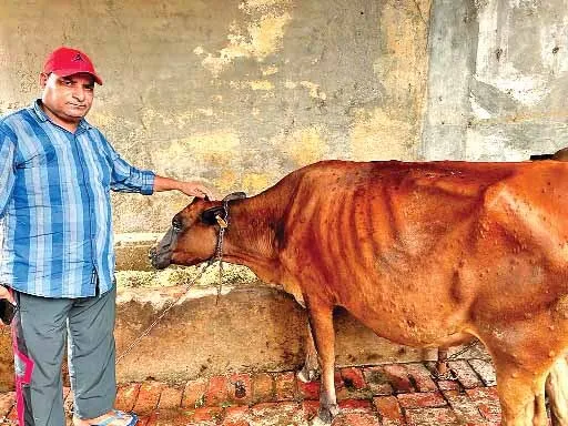 चिंता : ‘लम्पी स्किन’ बीमारी फैलने से किसानों में दहशत