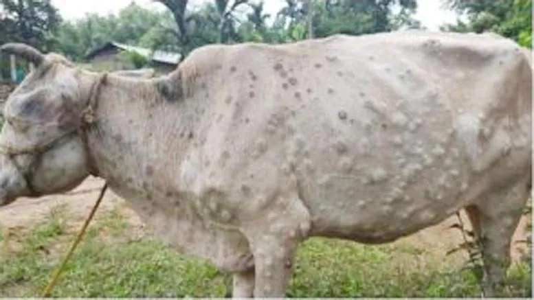 पंजाब में तेजी से फैल रही पशुओं में ‘लंपी स्किन’ नामक बीमारी
