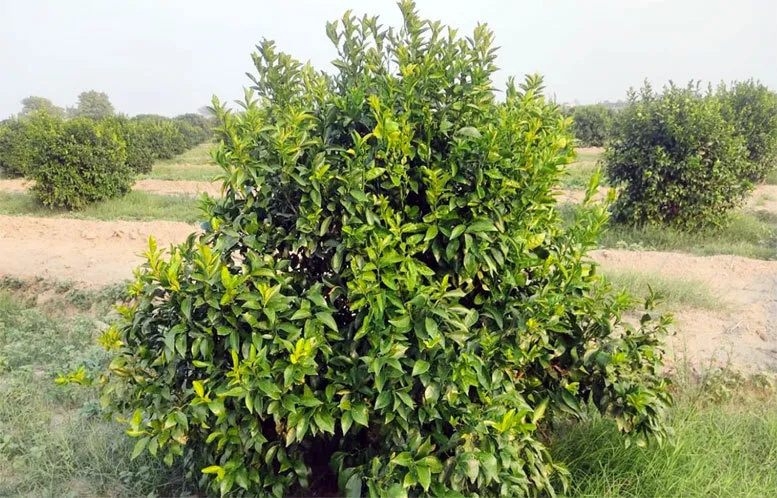 भीषण गर्मी से बागों को 80 प्रतिशत नुकसान