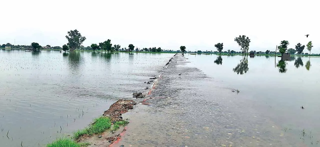 सड़कों-गलियोंं ने धारण किया नहरों का रूप, खेतों में डूबी फसलें
