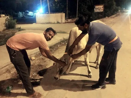 महलां चौक की साध-संगत ने दर्जनों बेसहारा पशुओं के गलों में लगाए रिफ्लेक्टर