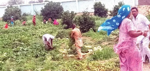 बरसात में भी सेवा कार्यों में जुटे रहे सेवादार