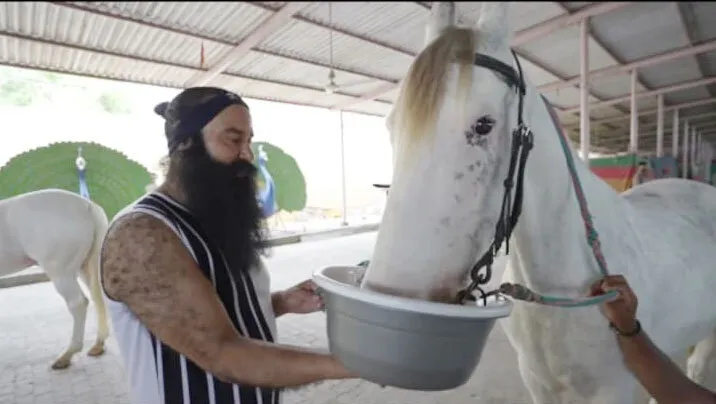 दर्शन कर लो साध-संगत जी, Instagram पर आया ताजा वीडियो, घोड़े को चारा खिलाते Saint Dr. MSG