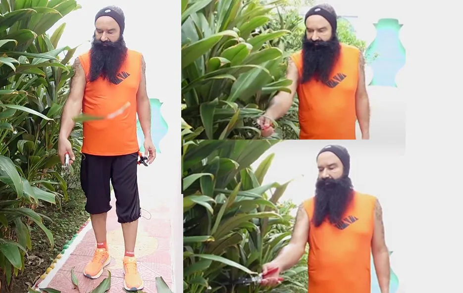 Saint Dr. MSG on Instagram : पेड़ पौधे बोले… थैंक्यू गुरु पापा जी…