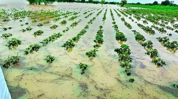 बारिश से नरमे की फसलें बर्बाद, मुआवजे की मांग