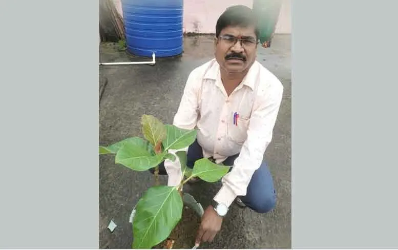 महाराष्ट्र के डेरा श्रद्धालु शंकर लाल मार्गिया इन्सां ने अपने बेटे के जन्मदिन पर पौधे लगाए