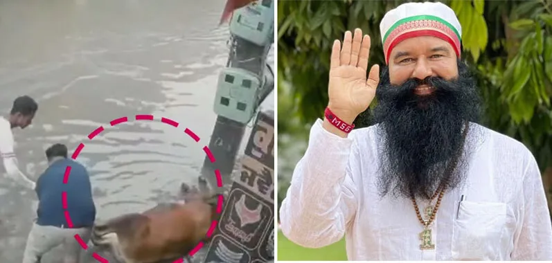 डेरा प्रेमी कुलदीप इन्सां ने अपनी जान जोखिम में डालकर, बचाई गाय की जान