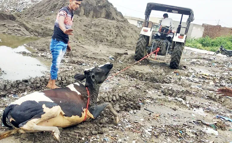 दलदल में फंसी दो गायों को सुरक्षित बाहर निकाला