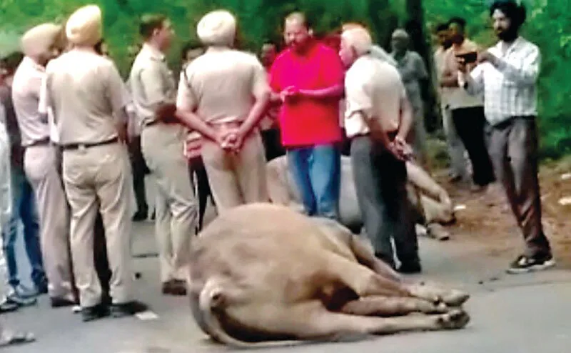 नाभा-जौड़ेपुल सड़क पर मिले दर्जन भर मृतक गौवंश, फैली ‘सनसनी’