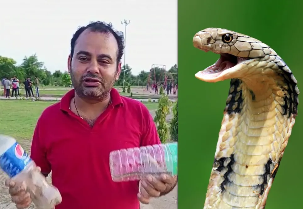 डेरा श्रद्धालु राजेश इन्सां ने कोबरा सांप को पकड़कर जंगल में छोड़ा