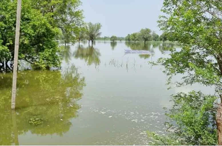 हिसार में 40 से ज्यादा गांव जलभराव से प्रभावित