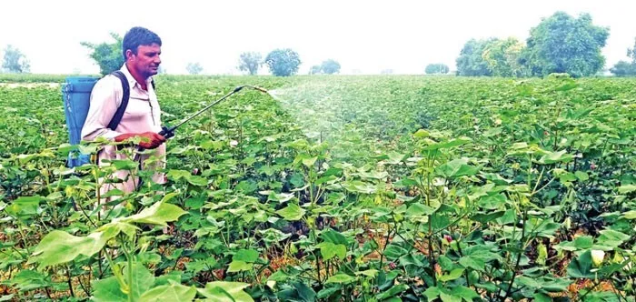 नरमे पर सफेद मच्छर व तेले का प्रकोप