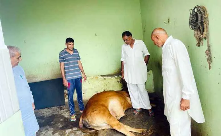 कलायत के गांव सिंणद में फैली लंपी स्किन बीमारी, गाय की मौत, पशुपालकों में दहशत
