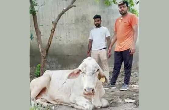 बीमार गाय को देखा तो जरूरी काम छोड़ डेरा श्रद्धालु ने करवाया ईलाज