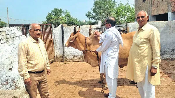 लंपी स्किन बीमारी को लेकर विभाग पूरी तरह सतर्क: डॉ. बंसल